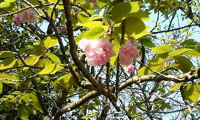 名残の八重桜.jpg