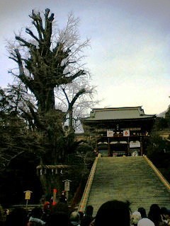 鶴岡八幡宮の大銀杏と大石段