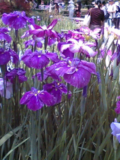 長谷寺の花菖蒲 1