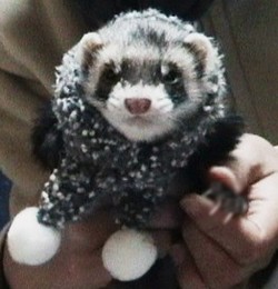 ヨン様巻き(^^； マフラーは、ねこばやしふくさんからの お年玉です！