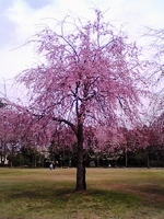 3/30 しだれ桜かな？