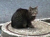 にゃんこ