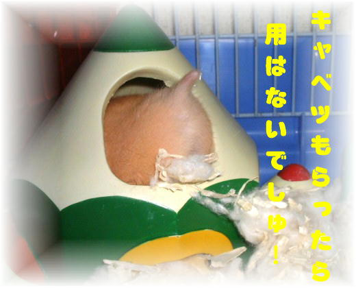 おばきゅう32.jpg