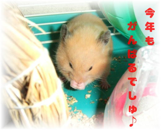 2008_0101新年0006.jpg
