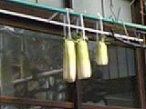 daikon.jpg