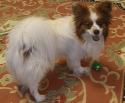 2009.7.17ぱっぴー.jpg