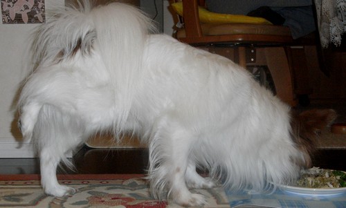 2008.12.15お食事風景.jpg