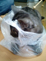 首を洗う・・・というより袋詰め