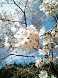 桜はまだ早い