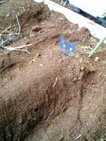 ちょっすんと遠い親戚ごっすんさん