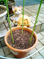 ちょっすんのような可憐な花をつけるでしょう