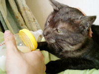 猛獣に授乳？！