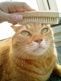 そして茶猛獣グルーミング中
