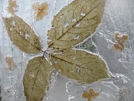 氷の中の落ち葉