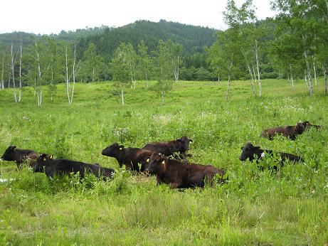 山の村　牧場　牛
