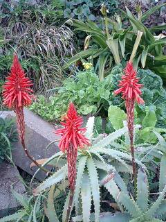 アロエの花