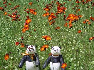オレンジ色の花