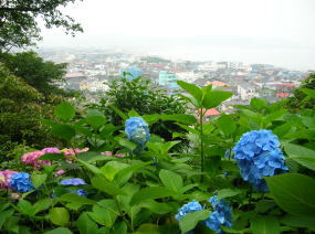 紫陽花と湘南海岸