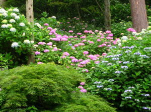長谷寺に咲きほこる早咲きの紫陽花
