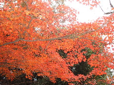 東大寺の楓.JPG