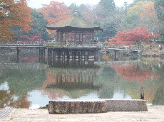 奈良公園の裏、浮見堂の紅葉.JPG