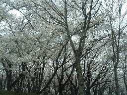 桜　平和公園2