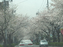 桜　T区街路樹