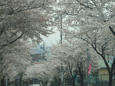 桜　T区街路樹2