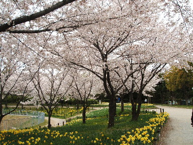 桜　ちょっと近くの公園