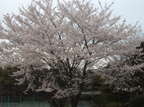 桜　ちょっと近くの公園2