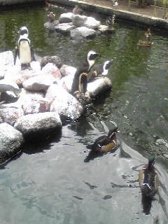 花鳥園　ケープペンギンと鴨.jpg