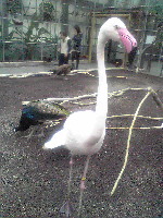 花鳥園　フラミンゴ.jpg