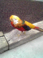 花鳥園　金鶏.jpg