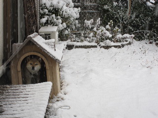 雪の中のチャコ４.JPG