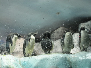 水族館３ペンギン.JPG