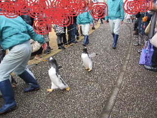 水族館５ペンギンウォーク.JPG