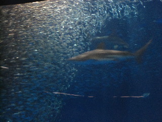 水族館６イワシのトルネード.JPG