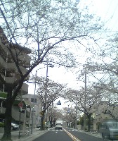 桜の道