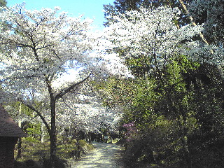 桜谷公園１.jpg