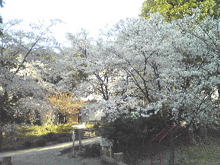 桜谷公園２.jpg