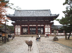 東大寺の鹿４.JPG