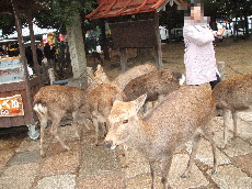 東大寺の鹿２.JPG