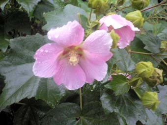 雨に濡れた芙蓉の花（9.13）