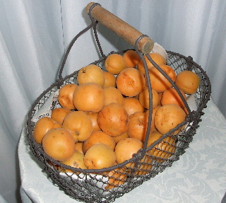 長野の杏