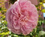 20070615 薔薇パーティー　お庭の薔薇