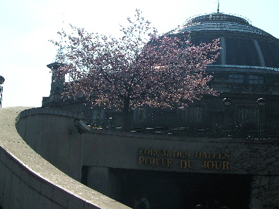 20070326 レアールの桜