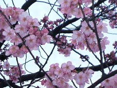 上野の桜ｓ