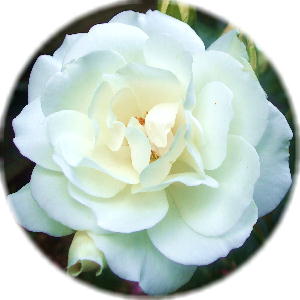 渚あきさんのイメージの白薔薇
