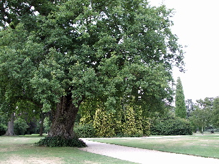 Blenheim Palaceの庭園