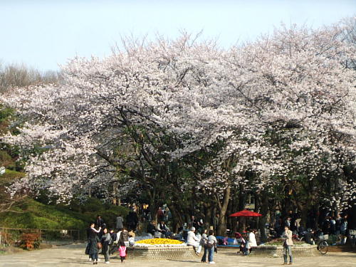 世田谷公園の桜